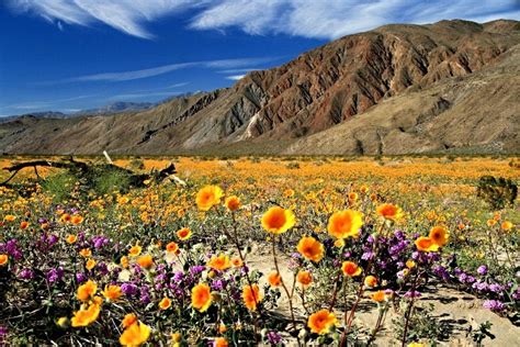 Here's how to see blooms in Borrego Springs before they leave us